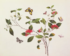 蝶と昆虫による植物の研究、1800年頃